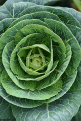 Fototapeta premium Close up of cabbage head
