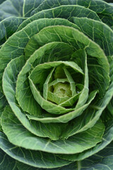 Obraz premium Close up of cabbage head