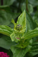 A flower bed with zinnias in the garden