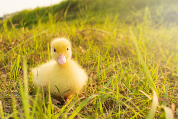 Cute ducklings in the morning on green grass background