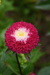 A flower bud of zinnia close-up