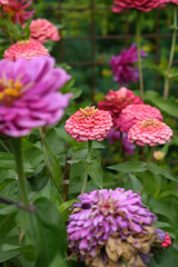 Fototapeta premium A flower bed with zinnias in the garden