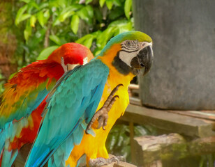 Common blue and yellow macaw