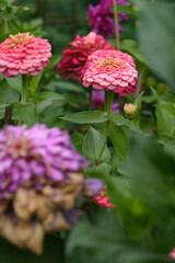 A flower bed with zinnias in the garden