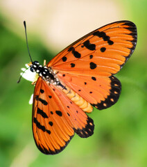 Small Lycaena butterfly having yellowish orange wings with black spots resting on a flower