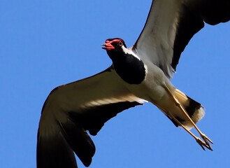 Asian red-wattled lapwing bird in air fling