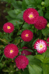 A flower bed with zinnias in the garden
