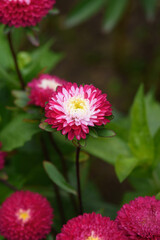 Obraz premium A flower bed with zinnias in the garden