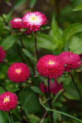A flower bed with zinnias in the garden