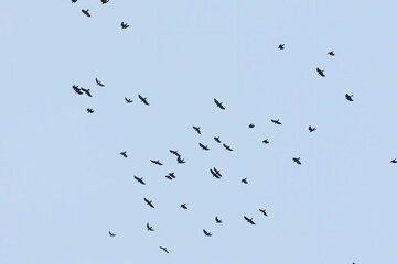 A flock of crows flies in the morning sky