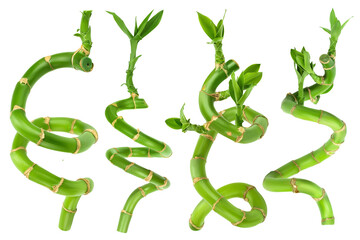 Green bamboo with leaves isolated on white background with clipping path and full depth of field, Set or collection