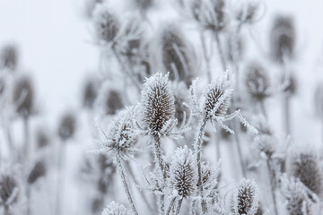 Snow covered dried remains of flower umbels in winter against blurred background