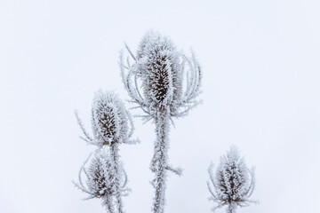 Snow covered dried remains of flower umbels in winter against blurred background