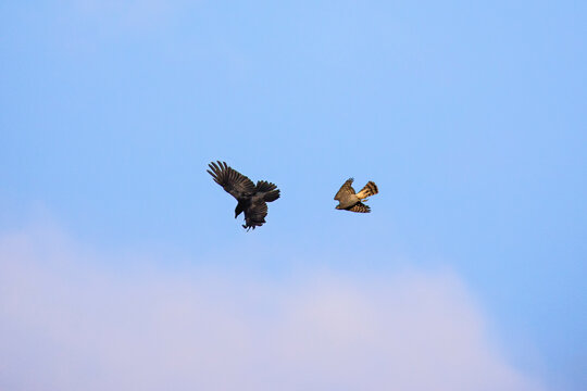 Fight in the air between a crow and a hawk