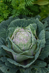 Fototapeta premium Close up of cabbage head