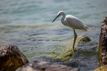 Little Egret - a species of large bird of the heron family - Egretta garzetta - Lake Garda on the peninsula in Sirmione, Italy