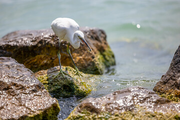 Little Egret - a species of large bird of the heron family - Egretta garzetta - Lake Garda on the peninsula in Sirmione, Italy