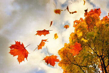 Red and golden colored autumn leaves falling down from a maple tree, sky with clouds and copy space, motion blur