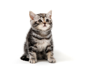 Obraz premium tabby purebred kitten sits on a white isolated background