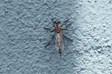 Captured a Beautiful Insect sitting on a wall near my Home