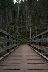 boardwalk in the forest