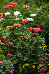 A flower bed with zinnias in the garden