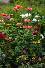 Naklejka premium A flower bed with zinnias in the garden