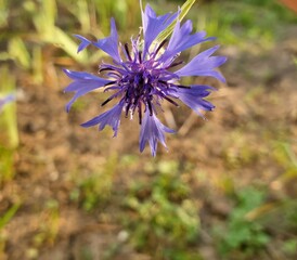 flower in the garden