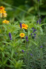 Obraz premium Lavender flowers close-up on a flower bed