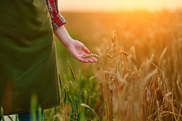 Woman farmer walks through a yellow field of ripe wheat and touches the golden spikelets with her...