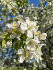 Apple Blossoms flowers