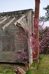 old wooden house and pink flowers