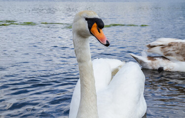 Obraz premium Beautiful Swan in a small lake.