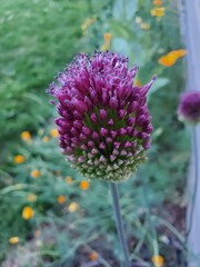 purple and yellow flower