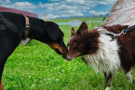 two dogs are getting acquainted