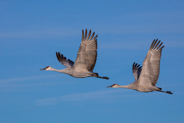 Sandhill Cranes