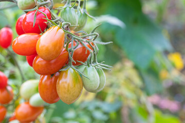 Vine ripening cherry tomatoes in the garden