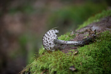 Closeup of black coprinus mushrooms in a forest