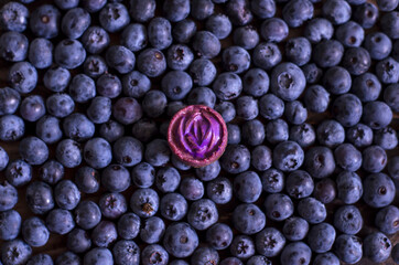 Chocolate candy with mother-of-pearl pink fondant on a background of blueberries. - obrazy, fototapety, plakaty