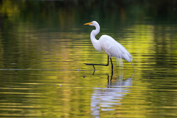 Egret