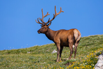 Naklejka na ściany i meble Elk Colorado
