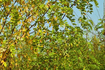 Autumn. Natural landscape. Crown of acacia with yellow and green leaves on a background of blue sky.