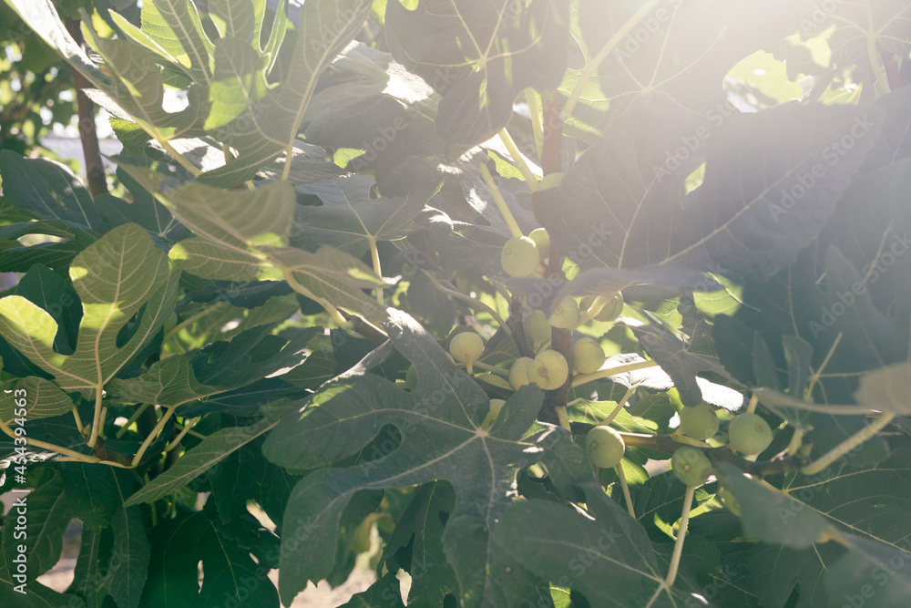 Poster fig tree branches with unripe fruits