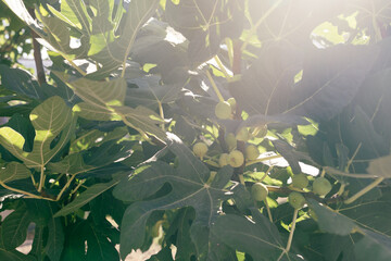 Fig tree branches with unripe fruits