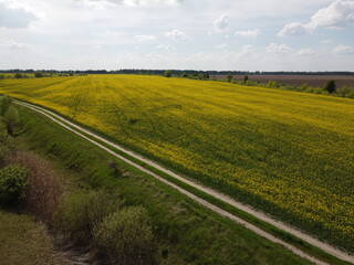 Fototapeta na wymiar Dirt road near a picturesque blooming rapeseed field. Agricultural landscape.