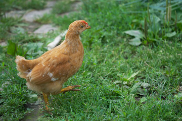 Single free brown hen grasing on green grass in summer sunny day. A small fledgling chicken walks freely among the grasses.