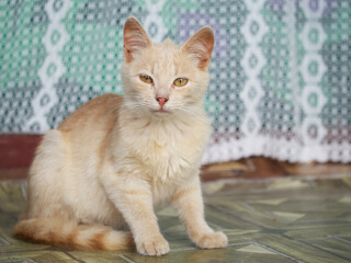 Naklejka na ściany i meble Little kitty with yellow eyes, portrait. Portrait of a domestic cat.