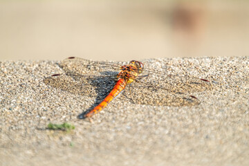 Close up of Common Darter dragonfly - sympetrum striolatum - in County Donegal - Ireland.