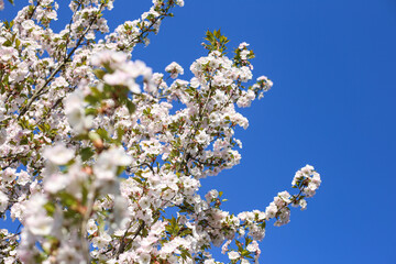 Beautiful white Cherry Blossom Sakura flowers blooming on a city park.