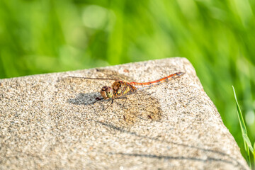 Close up of Common Darter dragonfly - sympetrum striolatum - in County Donegal - Ireland.